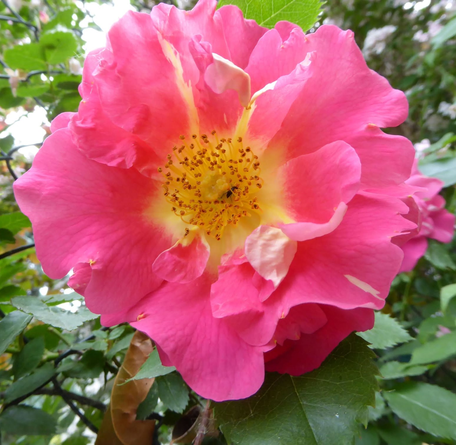 Jednoduchá ruža 'Ballerina'®